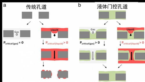閩江科學(xué)傳播者丨廈門(mén)大學(xué) 仿生設(shè)計(jì) 溝通生物與新材料的橋梁